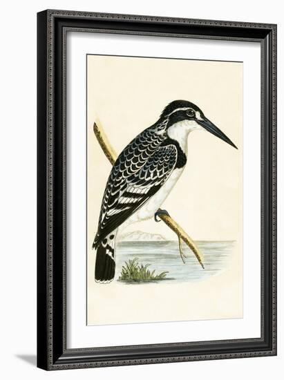 Black and White Kingfisher-English-Framed Giclee Print