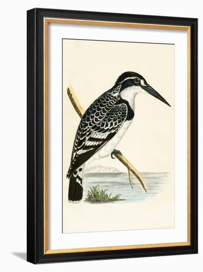 Black and White Kingfisher-English-Framed Giclee Print