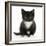 Black-And-White Kitten Sitting, Against White Background-Mark Taylor-Framed Photographic Print