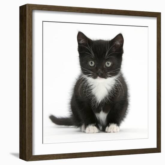 Black-And-White Kitten Sitting, Against White Background-Mark Taylor-Framed Photographic Print