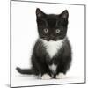 Black-And-White Kitten Sitting, Against White Background-Mark Taylor-Mounted Photographic Print