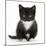 Black-And-White Kitten Sitting, Against White Background-Mark Taylor-Mounted Photographic Print