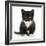 Black-And-White Kitten Sitting, Against White Background-Mark Taylor-Framed Photographic Print