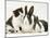 Black-And-White Kitten Smelling Grey-And-White Rabbits-Jane Burton-Mounted Photographic Print