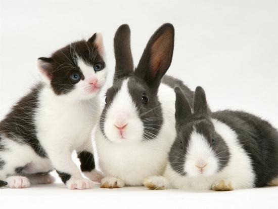 Black And White Kitten Smelling Grey And White Rabbits Photographic Print Jane Burton Art Com