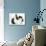 Black-And-White Kitten with Blue Dutch Rabbit-Jane Burton-Photographic Print displayed on a wall