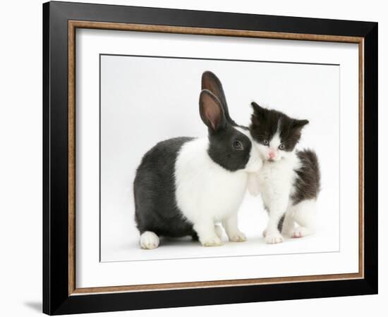 Black-And-White Kitten with Blue Dutch Rabbit-Jane Burton-Framed Photographic Print