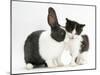 Black-And-White Kitten with Blue Dutch Rabbit-Jane Burton-Mounted Photographic Print