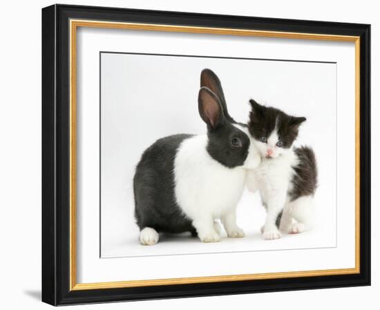 Black-And-White Kitten with Blue Dutch Rabbit-Jane Burton-Framed Photographic Print