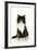 Black and White Kitten-null-Framed Photographic Print