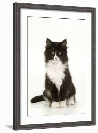 Black and White Kitten-null-Framed Photographic Print