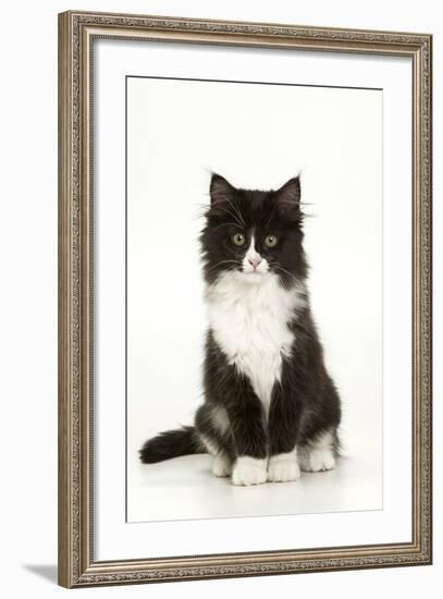 Black and White Kitten-null-Framed Photographic Print