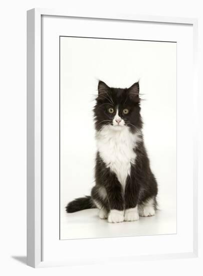 Black and White Kitten-null-Framed Photographic Print