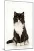 Black and White Kitten-null-Mounted Photographic Print