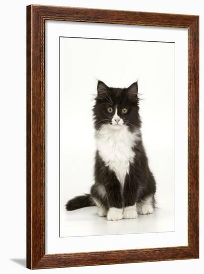 Black and White Kitten-null-Framed Photographic Print