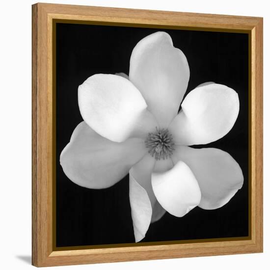 Black and White Magnolia Flower-Anna Miller-Framed Premier Image Canvas