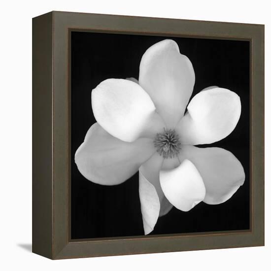 Black and White Magnolia Flower-Anna Miller-Framed Premier Image Canvas