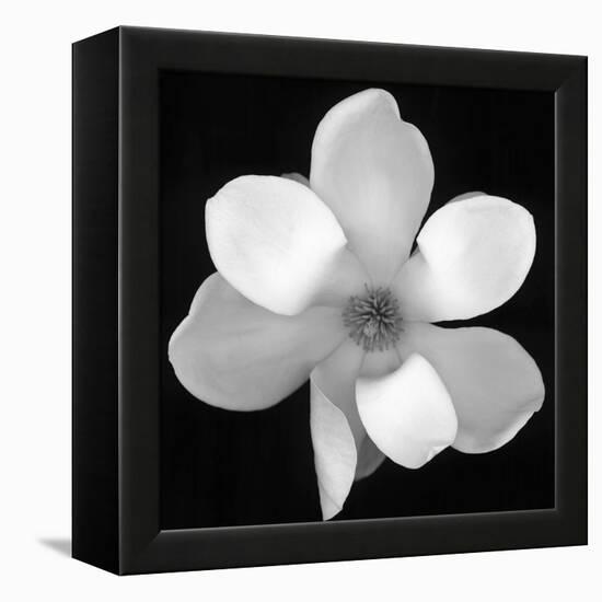 Black and White Magnolia Flower-Anna Miller-Framed Premier Image Canvas