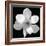 Black and White Magnolia Flower-Anna Miller-Framed Photographic Print