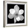 Black and White Magnolia Flower-Anna Miller-Framed Photographic Print