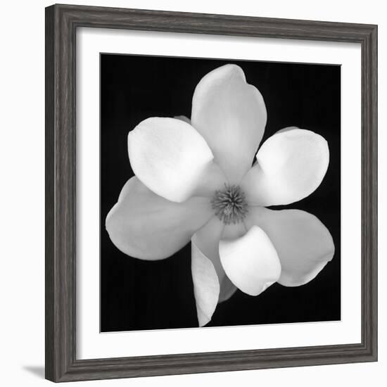 Black and White Magnolia Flower-Anna Miller-Framed Premium Photographic Print