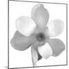 Black and White Magnolia Flower-Anna Miller-Mounted Photographic Print