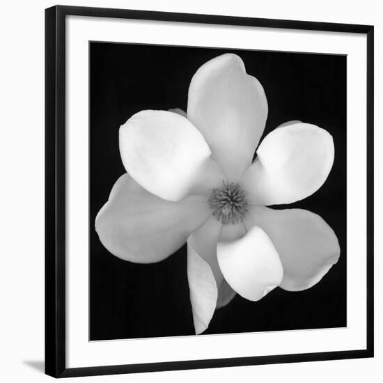 Black and White Magnolia Flower-Anna Miller-Framed Giclee Print