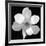 Black and White Magnolia Flower-Anna Miller-Framed Giclee Print