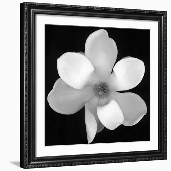 Black and White Magnolia Flower-Anna Miller-Framed Giclee Print