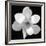 Black and White Magnolia Flower-Anna Miller-Framed Giclee Print