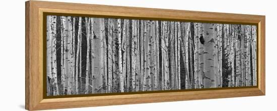 Black and White of Aspen Trees, Alberta, Canada-null-Framed Premier Image Canvas