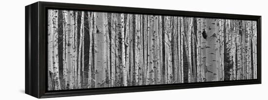 Black and White of Aspen Trees, Alberta, Canada-null-Framed Premier Image Canvas