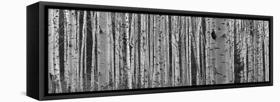 Black and White of Aspen Trees, Alberta, Canada-null-Framed Premier Image Canvas