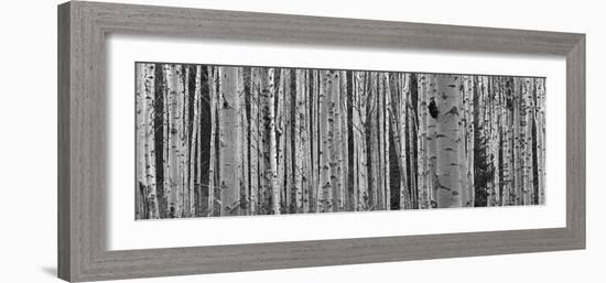 Black and White of Aspen Trees, Alberta, Canada-null-Framed Photographic Print
