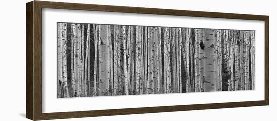 Black and White of Aspen Trees, Alberta, Canada-null-Framed Photographic Print