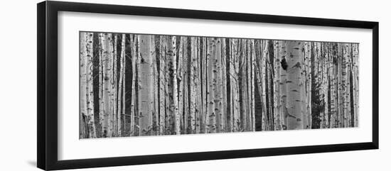 Black and White of Aspen Trees, Alberta, Canada-null-Framed Photographic Print