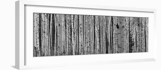 Black and White of Aspen Trees, Alberta, Canada-null-Framed Photographic Print