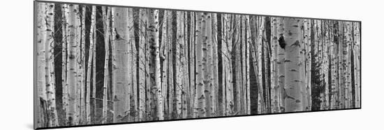 Black and White of Aspen Trees, Alberta, Canada-null-Mounted Photographic Print