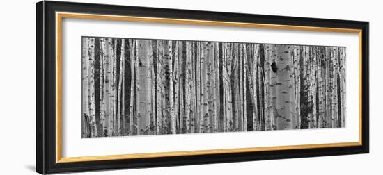 Black and White of Aspen Trees, Alberta, Canada-null-Framed Photographic Print