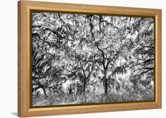 Black and White of live oaks draped in Spanish moss at sunrise, Circle B Bar Reserve, Polk County, -Adam Jones-Framed Premier Image Canvas