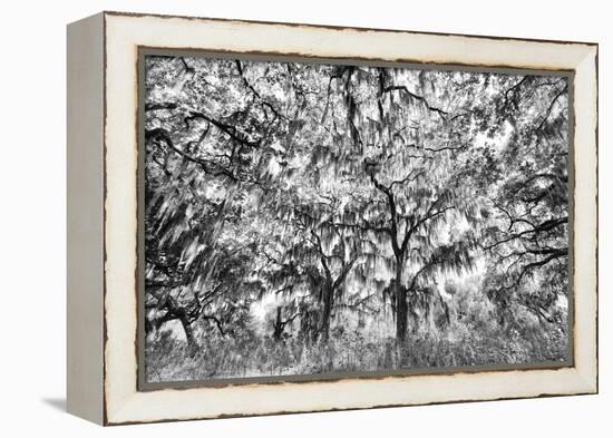 Black and White of live oaks draped in Spanish moss at sunrise, Circle B Bar Reserve, Polk County, -Adam Jones-Framed Premier Image Canvas