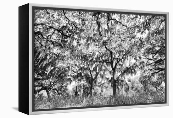 Black and White of live oaks draped in Spanish moss at sunrise, Circle B Bar Reserve, Polk County, -Adam Jones-Framed Premier Image Canvas