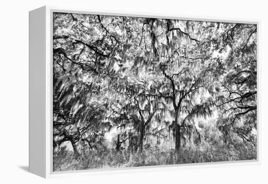 Black and White of live oaks draped in Spanish moss at sunrise, Circle B Bar Reserve, Polk County, -Adam Jones-Framed Premier Image Canvas