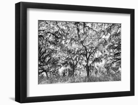 Black and White of live oaks draped in Spanish moss at sunrise, Circle B Bar Reserve, Polk County, -Adam Jones-Framed Photographic Print