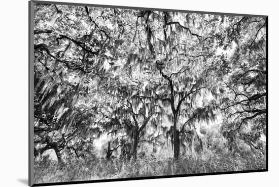 Black and White of live oaks draped in Spanish moss at sunrise, Circle B Bar Reserve, Polk County, -Adam Jones-Mounted Photographic Print