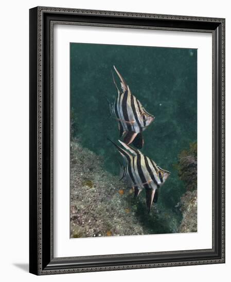 Black And White Old Wives Fish, Byron Bay, Australia-Stocktrek Images-Framed Photographic Print