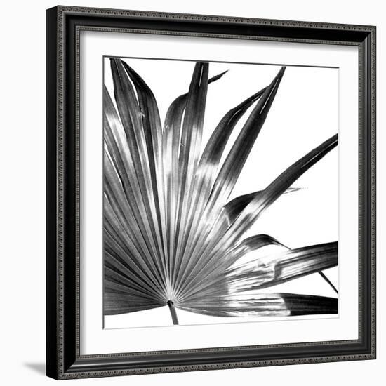 Black and White Palms I-Jason Johnson-Framed Art Print