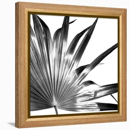 Black and White Palms I-Jason Johnson-Framed Stretched Canvas