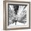 Black and White Palms III-Jason Johnson-Framed Art Print