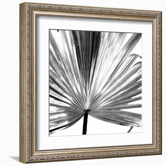 Black and White Palms III-Jason Johnson-Framed Art Print